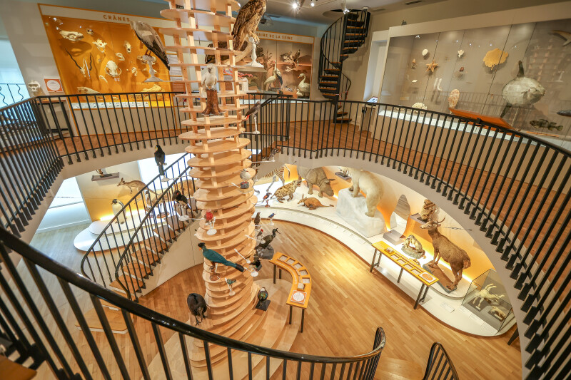 Visite libre : redécouvrez le Muséum d'histoire naturelle du Havre !