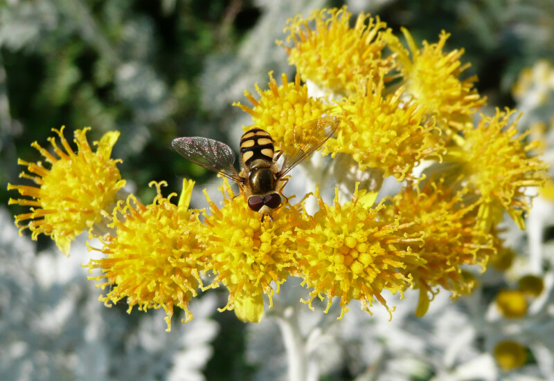 Du pollen plein les pattes... Insectes pollinisateurs du jardin Villemin