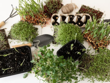 ATELIER MINI JARDINIERE HERBES AROMATIQUES