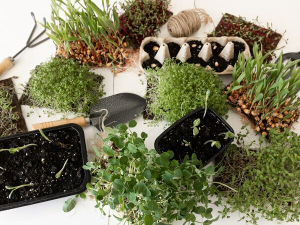 ATELIER MINI JARDINIERE HERBES AROMATIQUES
