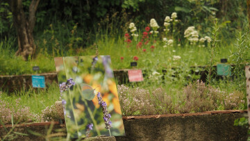Visite du jardin botanique