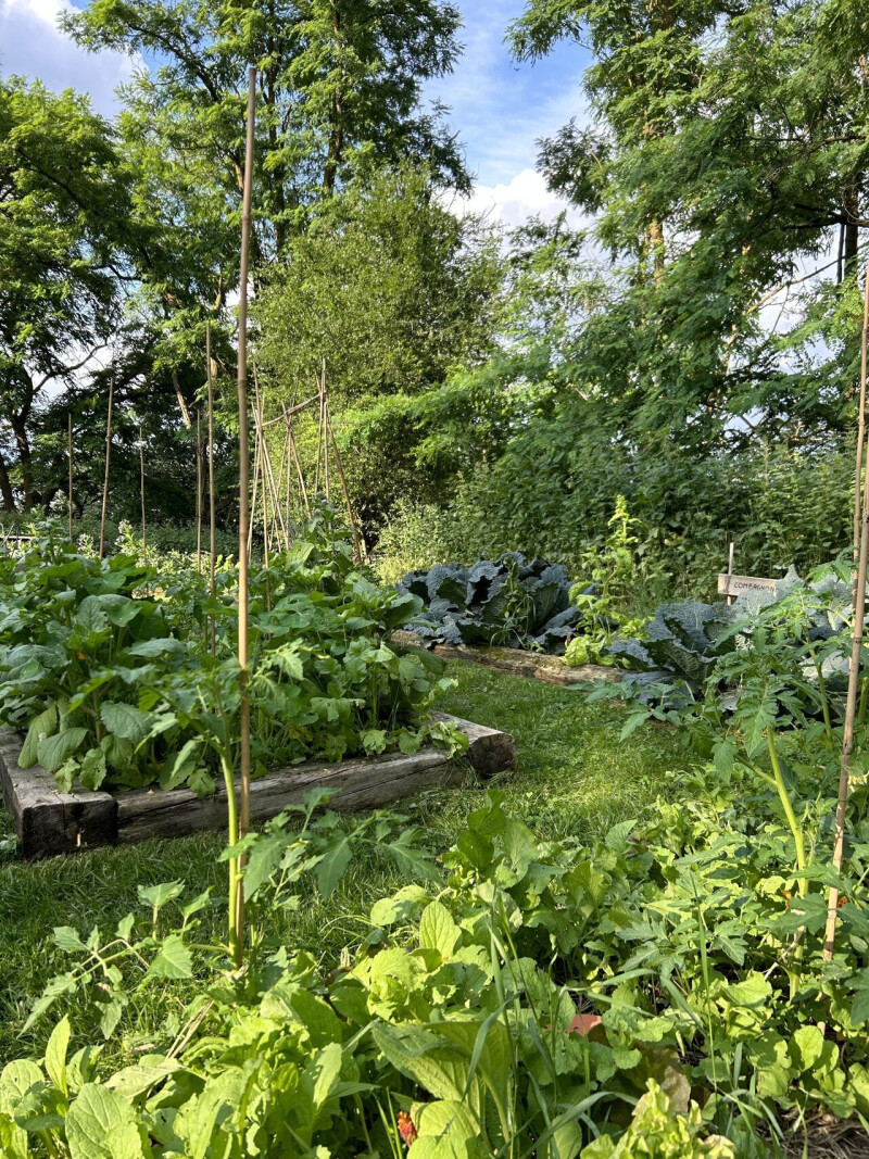 Tour d'un potager en permaculture