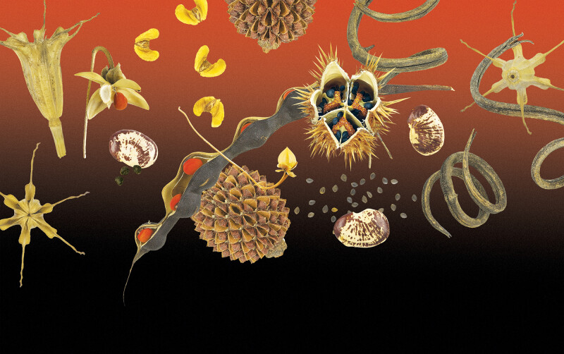 Graines, voyageuses au long cours - Exposition photographique du Muséum