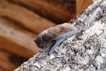 A la découverte des chauve-souris