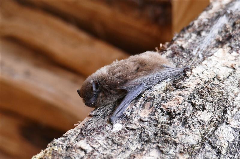 A la découverte des chauve-souris