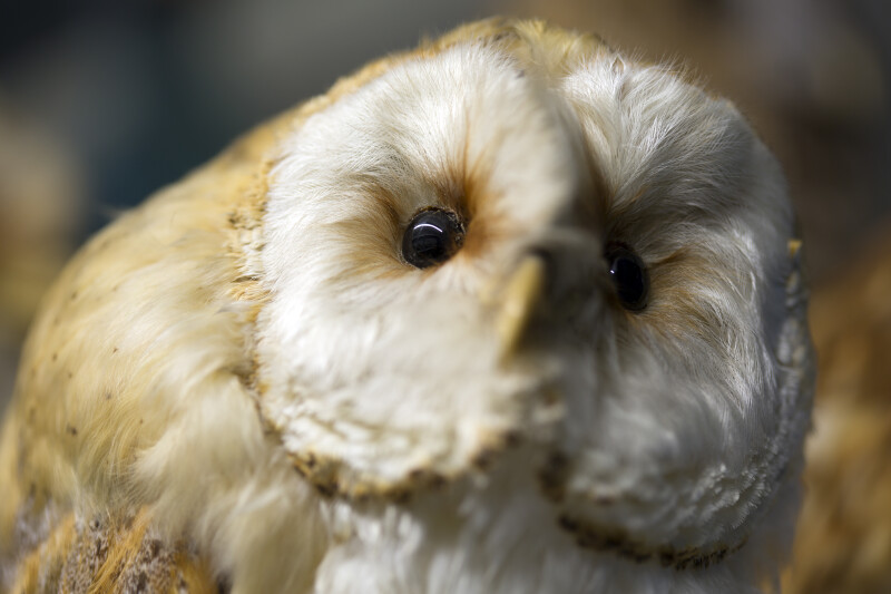 Exposition : cui-cui et compagnie