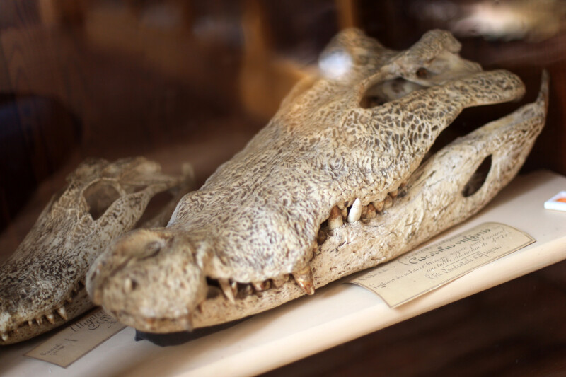 Quand les animaux se racontent