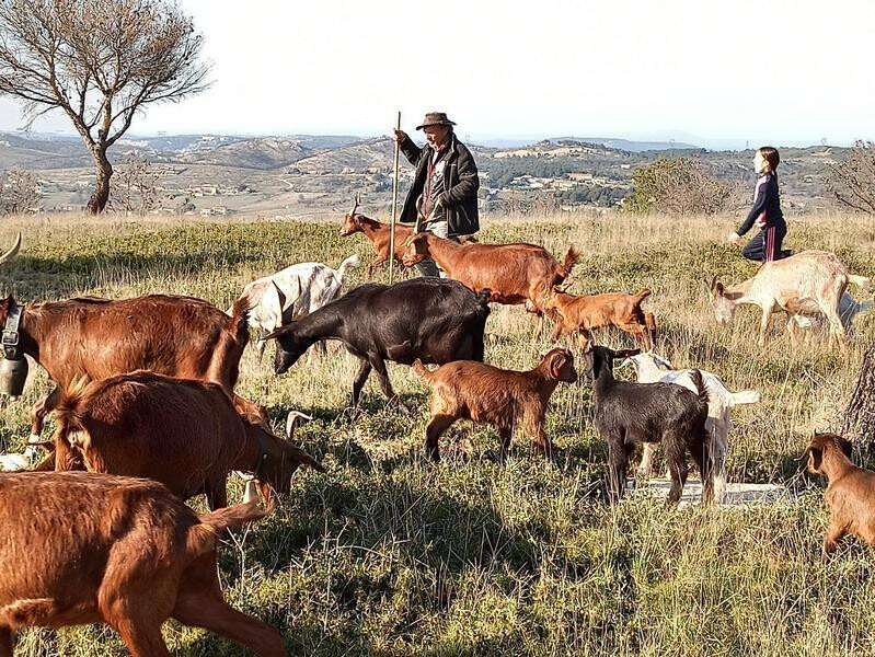 Dans la peau d'un berger : Immersion à la ferme