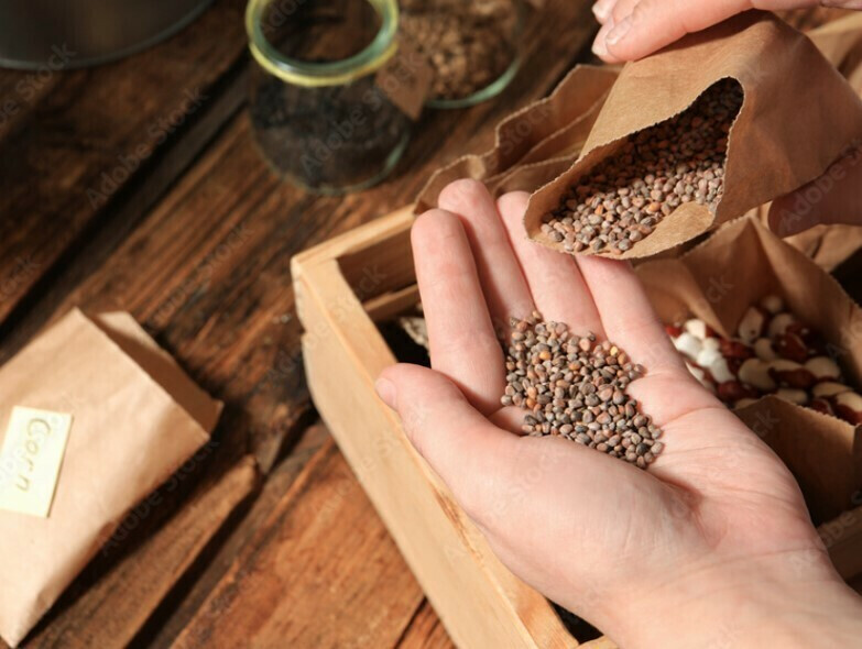 La grainothèque de la maison du jardinier