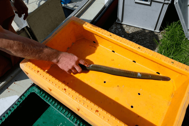Pêche scientifique : participez à l'inventaire des poissons du ruisseau du Haillan