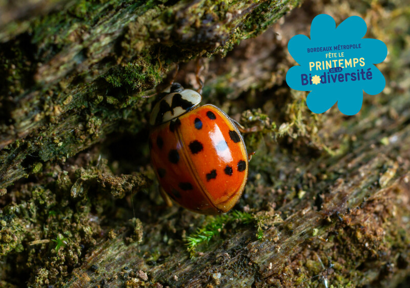 Balade dans le parc Ausone et observation des insectes