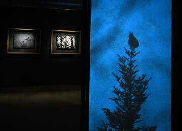 Visite guidée de l'exposition "En forêt, de la gestion à l'évasion"