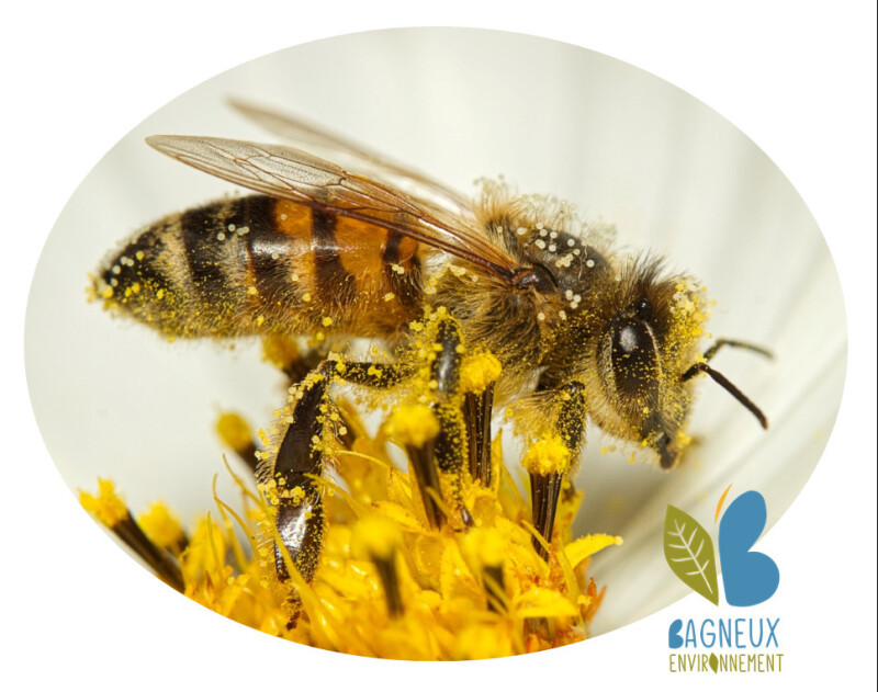 La pollinisation, Kesako ?