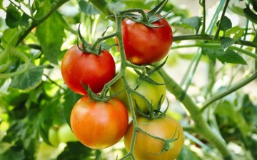 Exposition « Mission potager » à Savigny-sur-Braye