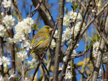 Le retour des oiseaux au printemps