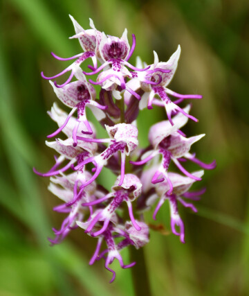 L’art de dessiner des fleurs à Marcilly-en-Beauce