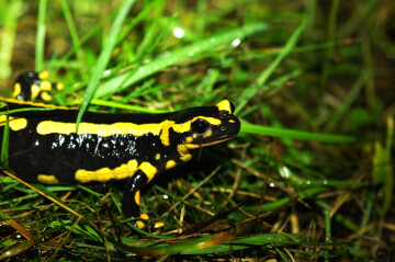 Sortie - Salamandres, Tritons et Cie à Vendôme