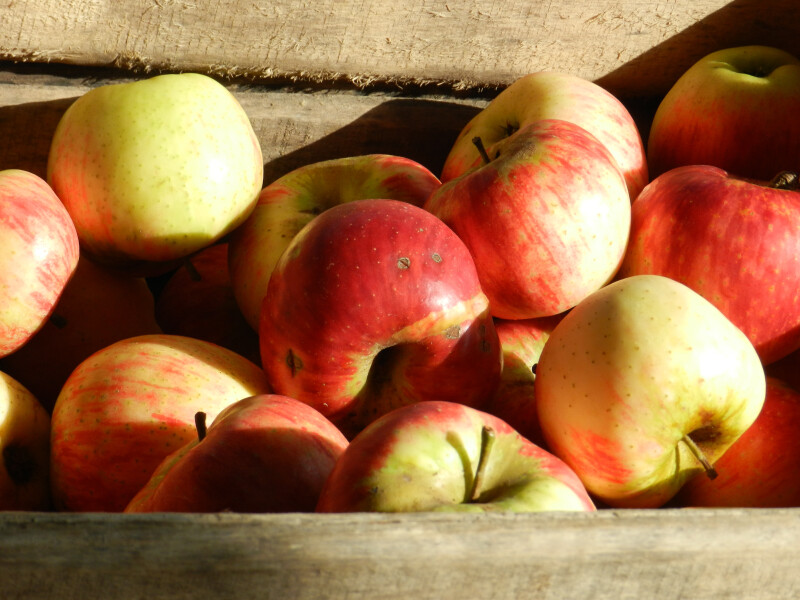 Marché à Savigny-sur-Braye