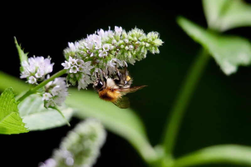 Sortie plantes sauvages comestibles de sous-bois au Plessis Dorin