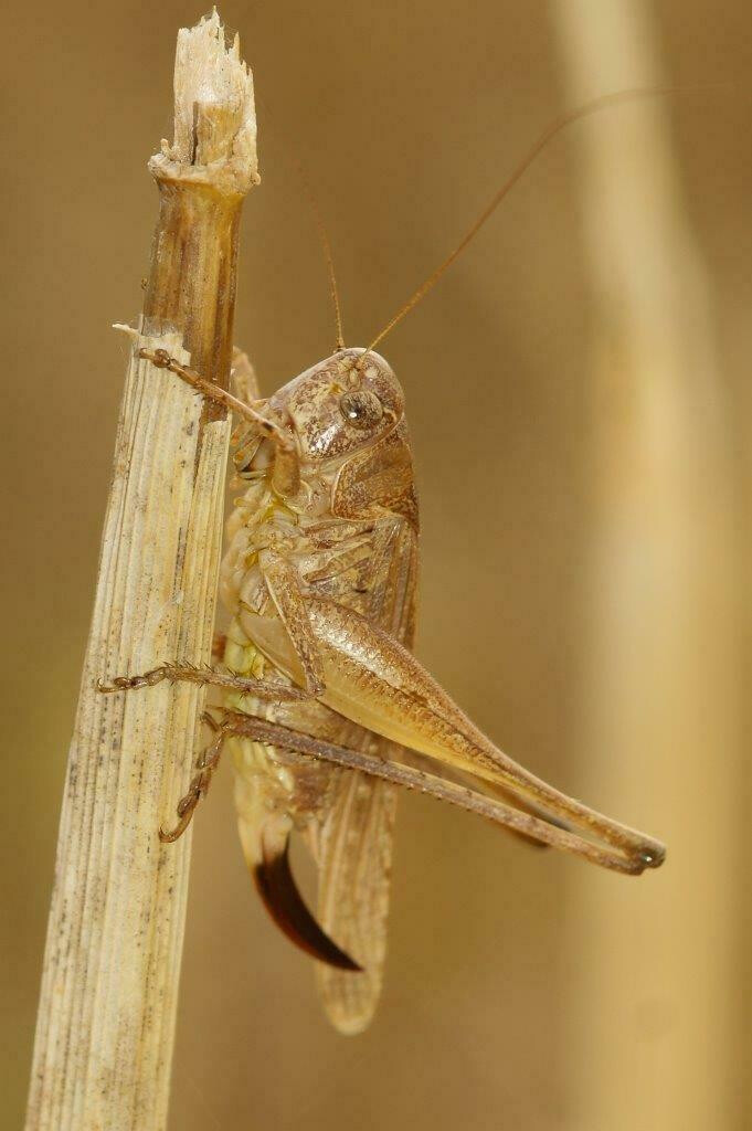 Criquets, sauterelles et autres insectes
