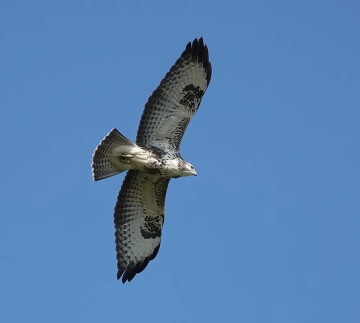 Oiseaux migrateurs: comment font-ils pour trouver leur chemin ?