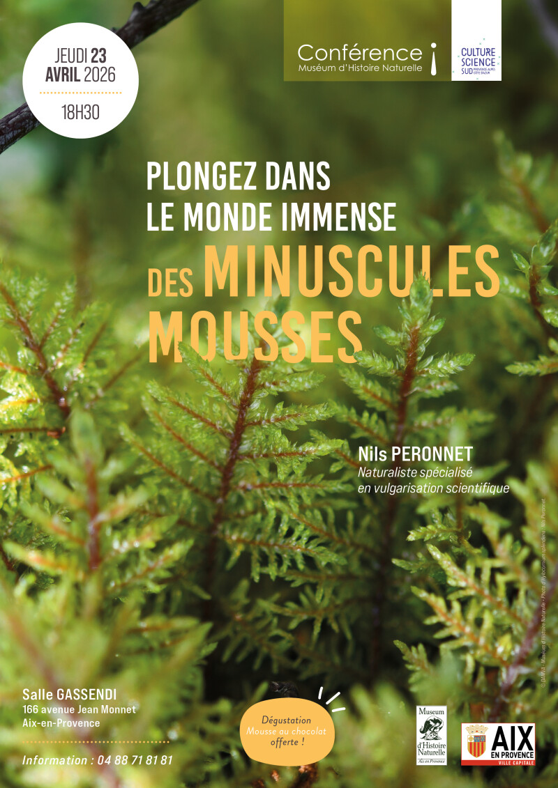Plongez dans le monde immense des minuscules mousses