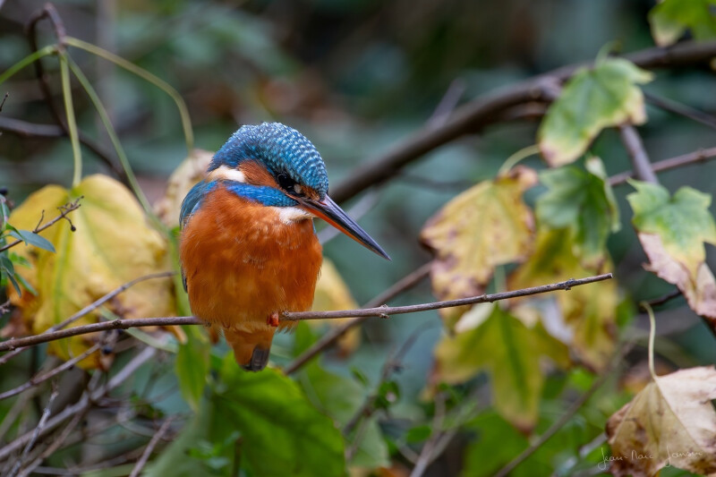BAYEUX/14 : réunion GONm