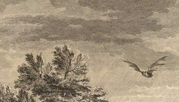 Chut, écoutons les chauve-souris et autres animaux nocturnes