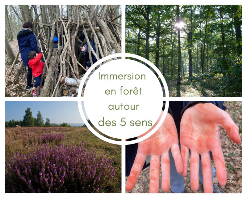 Immersion en forêt autour des 5 sens : enfant neuroatypique (TSA/ TDAH)