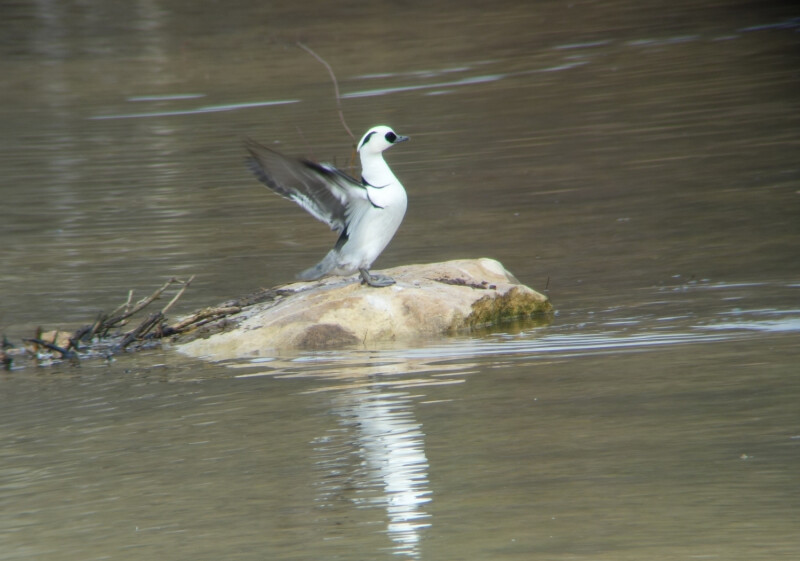Les oiseaux du Grand-Voyeux font leurs réserves pour l'hiver