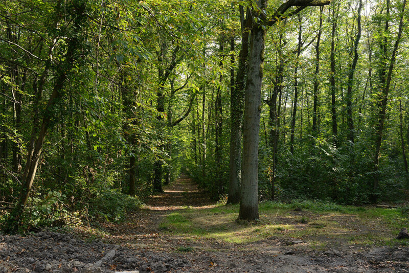 Les milles richesses de la forêt : humus, châtaignes et champignons