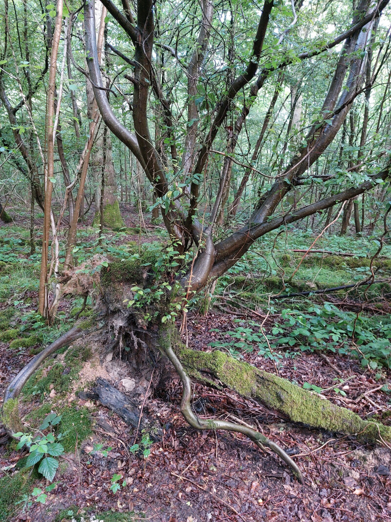 Balade à travers les troncs
