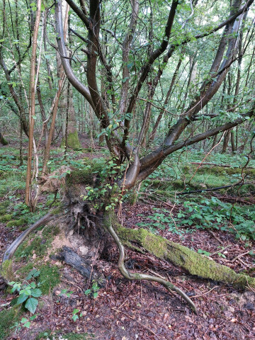 Balade à travers les troncs