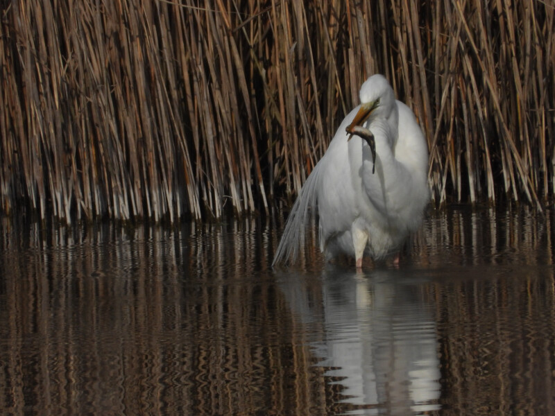 Les oiseaux hivernants du Grand-Voyeux