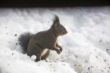 La nature se prépare à l’hiver