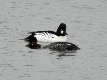 Pourquoi les oiseaux sont migrateurs ?