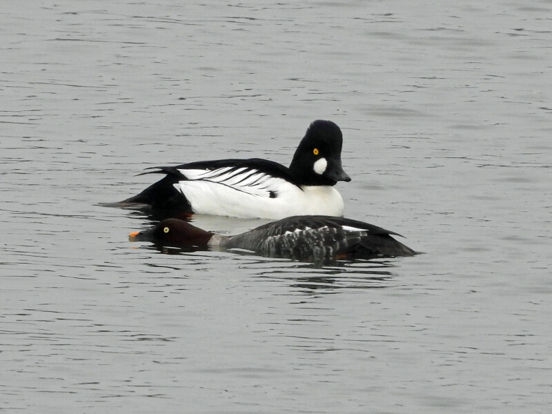 Pourquoi les oiseaux sont migrateurs ?