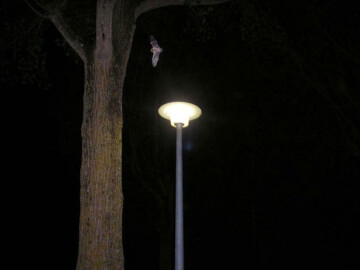 Trame noire et pollution lumineuse