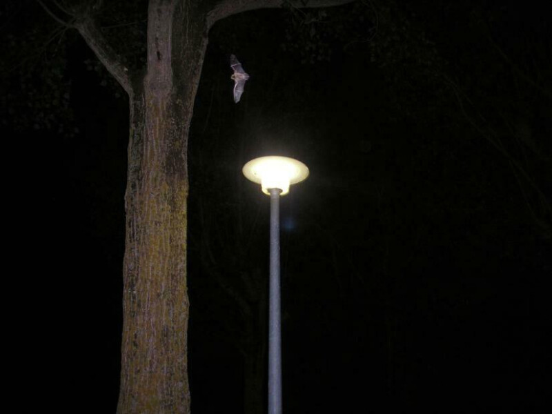 Trame noire et pollution lumineuse