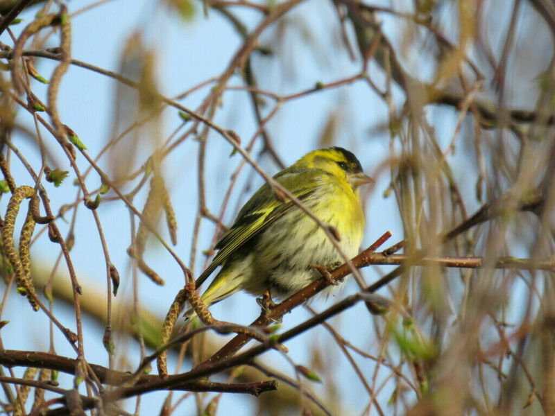 Les oiseaux en hiver