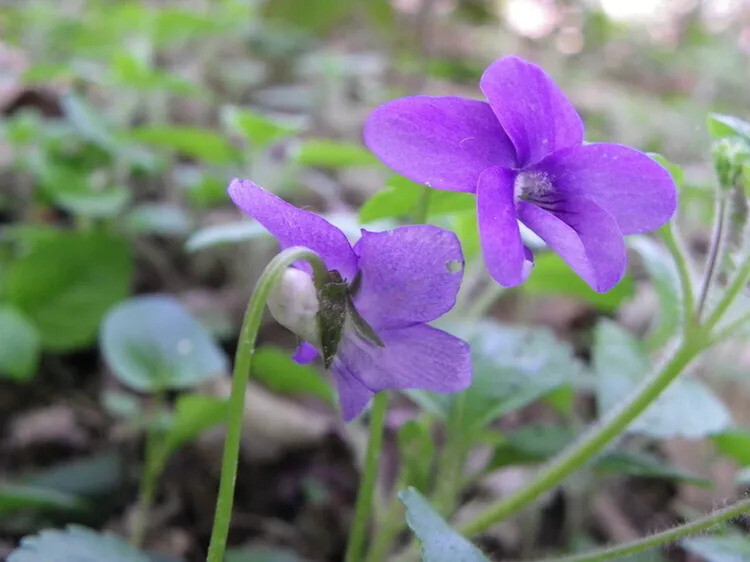 Observer, décrire et nommer les fleurs