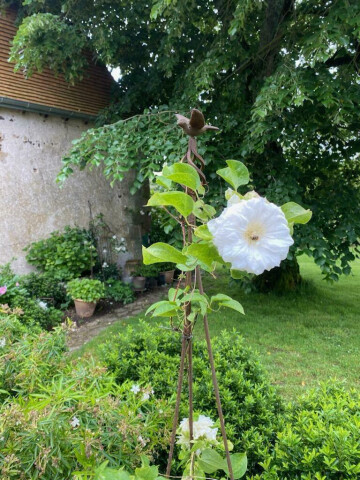 Découverte d'un jardin subtil et délicat