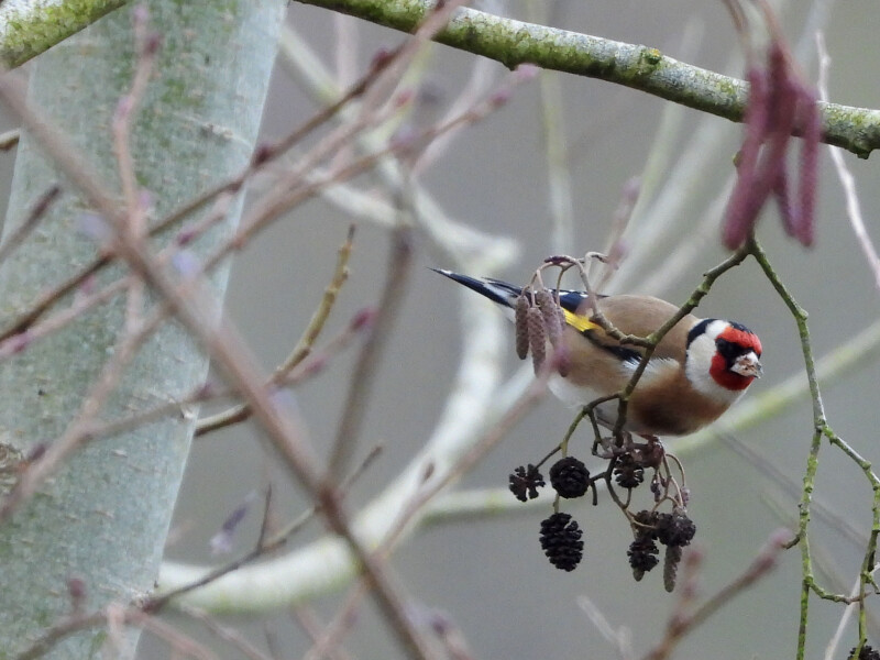 Observation des oiseaux, au début de l'hiver...