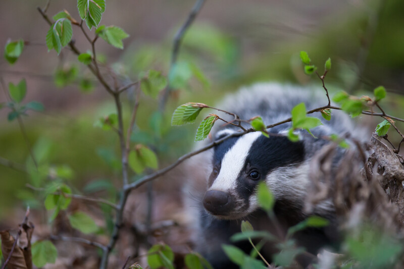 Balade nature sur la piste du blaireau