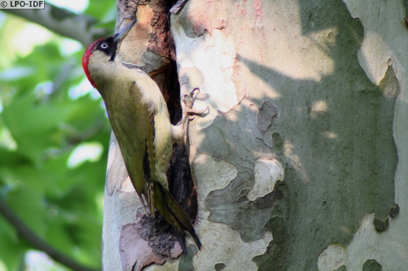 Les oiseaux de la Réserve naturelle régionale du Marais de Stors