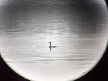 Les oiseaux de la Réserve naturelle régionale des Seiglats