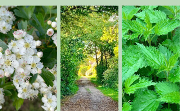 Balade sensorielle et dégustation sauvage