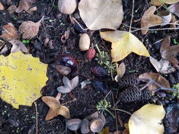 À la recherche d’indices pour reconnaître les arbres et les arbustes