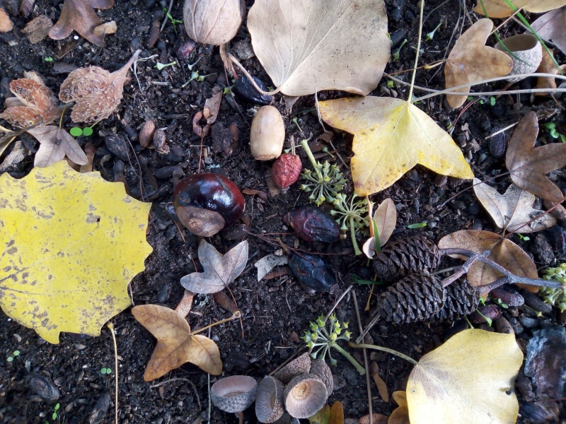 À la recherche d’indices pour reconnaître les arbres et les arbustes