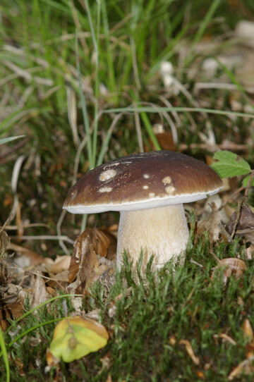 Randonnée nature automnale autour de la biodiversité et la recherche de champignons